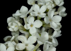 Syringa vulgaris Madame florent stepman / Fehér orgona